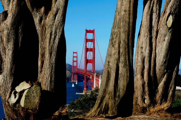 Une Vue Imprenable Sur Golden Gate Bridge Derrière Les Fleurs — Photo