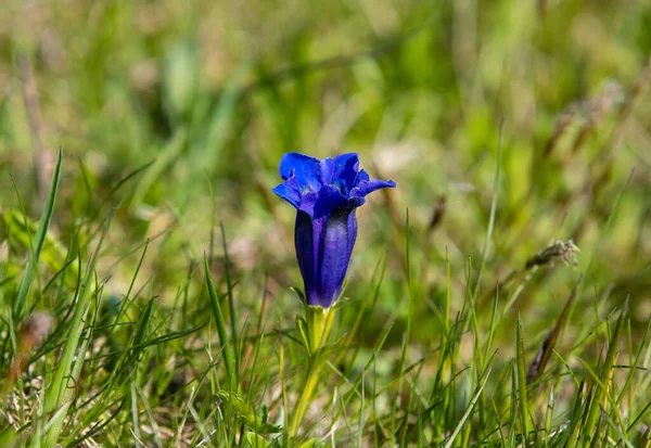 Closeup Blue Gentiana Acaulis Flower — Stock Photo, Image