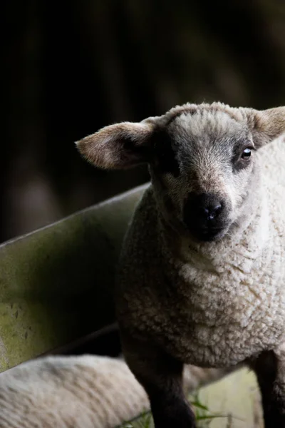 Ein Vertikales Porträt Eines Niedlichen Pelzigen Schafes Das Die Kamera — Stockfoto