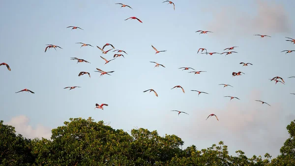 Krásný Záběr Skupiny Šarlatové Ibises Létání Nad Stromy Světle Modré — Stock fotografie