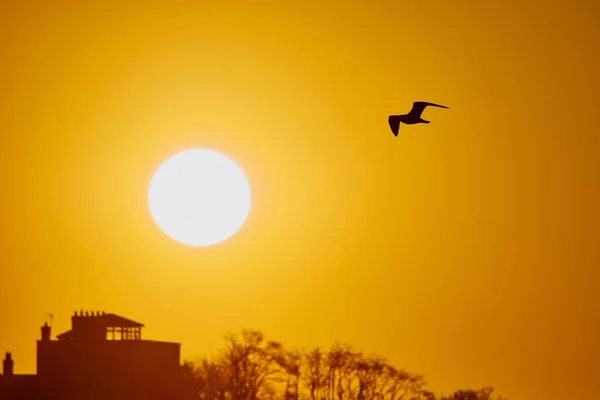 Hermoso Amanecer Sobre Silueta Pájaro Visto Volando Sobre Remanso Walton — Foto de Stock