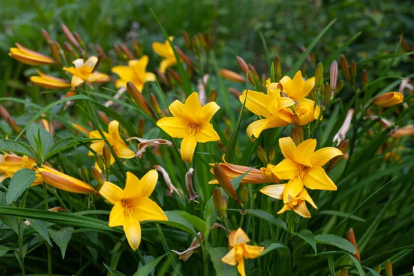 Primer Plano Los Daylilies Amarillos Jardín — Foto de Stock