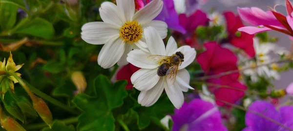白い花に蜂 — ストック写真