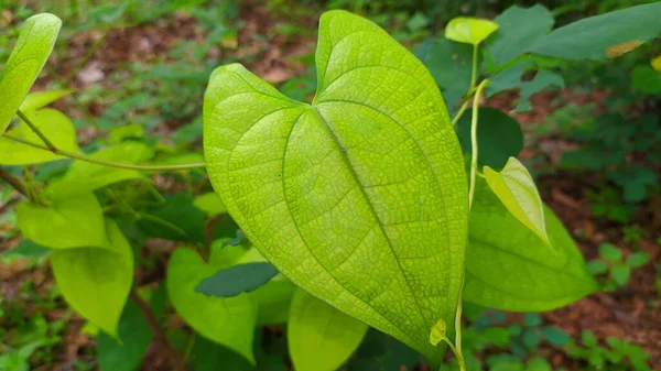 Eine Nahaufnahme Von Grünen Caladiumblättern Garten — Stockfoto
