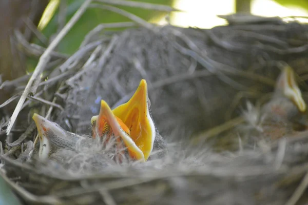 Een Prachtig Shot Van Een Gemeenschappelijke Nachtegaal Een Nest — Stockfoto