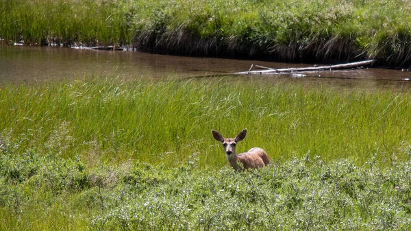 Kahverengi Kolombiyalı siyah kuyruklu geyik Muir Trail, Kaliforniya 'daki yeşil tarladan bakıyor.