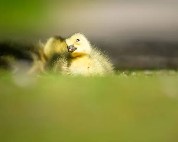 Selective Shot Cute Little Goose Sitting Green Grass Rays Sun — Stock Photo, Image