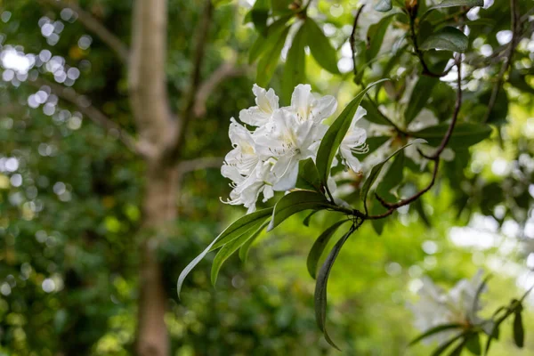 Bílý Rododendron Parku Velké Británii — Stock fotografie