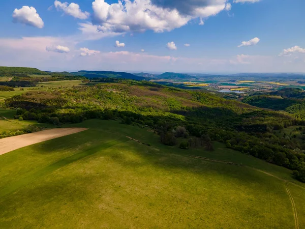 Güneşli bir günde yeşil manzaralı bir orman.