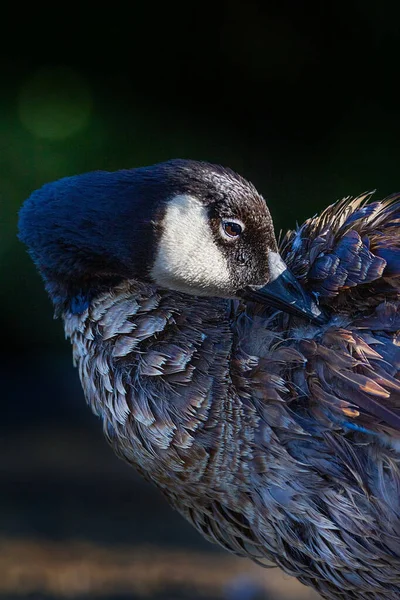 Ein Senkrechter Schuss Einer Ente Die Ihren Flügel Reinigt — Stockfoto