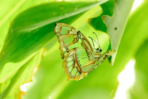 Крупный План Коричневой Бабочки Стоящей Листке Растения — стоковое фото