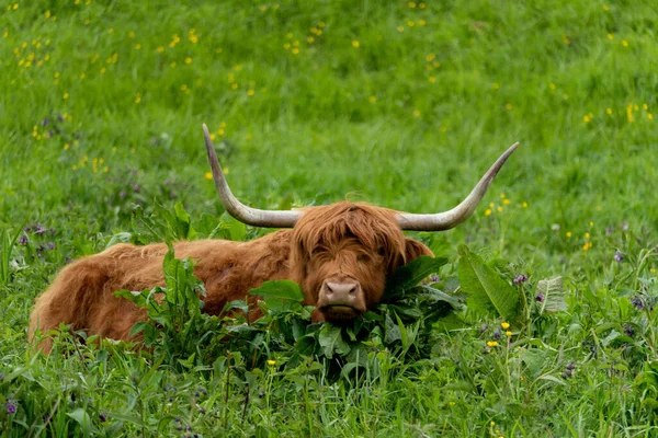 Closeup Shot Scottish Highlander Laying Grass — Stock Photo, Image