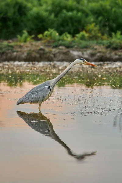 Primer Plano Vertical Una Garza Reflejado Agua Con Cielo Tarde —  Fotos de Stock