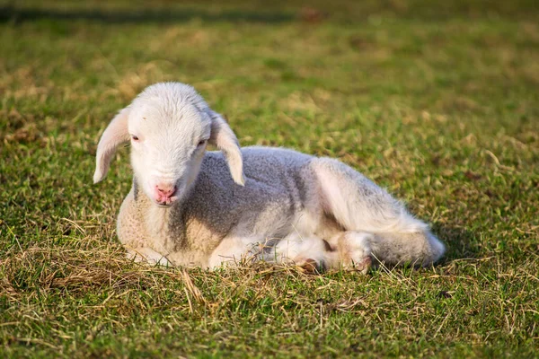 Söta Lamm Och Får Fäladen Sommardag — Stockfoto