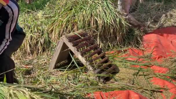 Крупный План Традиционных Фермеров Яве Индонезия Собирающих Рис Рисовые Поля — стоковое видео