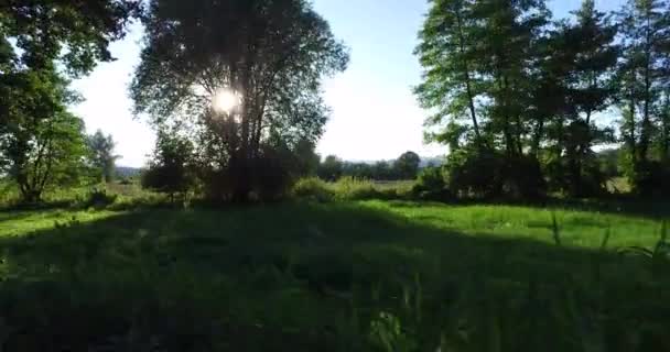 Eine Grüne Landschaft Mit Hohen Dichten Bäumen Wald Einem Sonnigen — Stockvideo