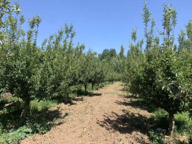 Güneşli bir günde, bir elma bahçesinin ortasında kumlu bir patikanın güzel bir görüntüsü.