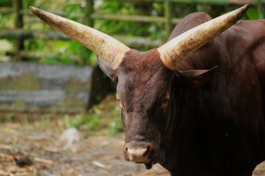 Bir Afrika Ankole (Bos tarus) sığırına yakın plan, büyük boynuzlu erkek boğa