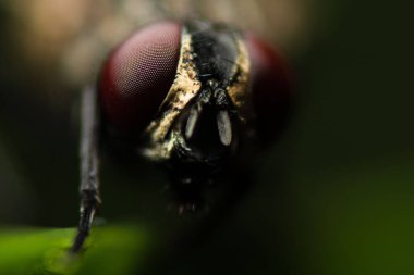 Yeşil arka planı olan bir sineğin makro görüntüsü.