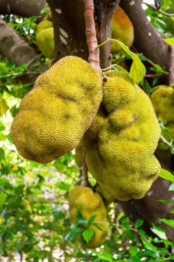 Adını ağaçtan alan tropikal meyve..