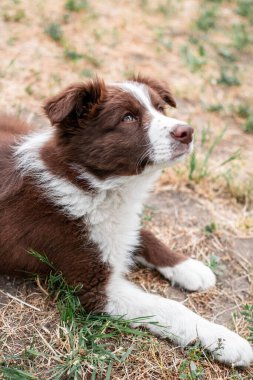 Yakından çekilmiş, kahverengi bir Collie Collie köpeğinin sahada yatıp baktığı bir fotoğraf.