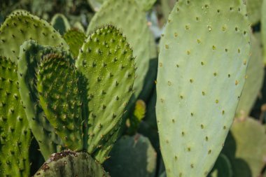 Prickly Pear Kaktüsünün Detayları, Meksika