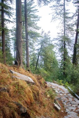 Ormandaki uzun yeşil ağaçların dikey görüntüsü.