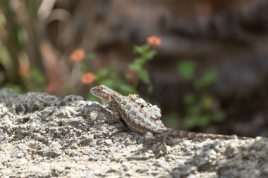 Bulanık arka planda kayaların üzerinde sürünen uzun kuyruklu küçük bir kertenkele.
