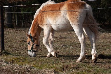 Ağılda otlayan sevimli bir Haflinger atı.