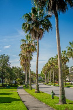 Bir otoyolun yanındaki sırada büyüyen bazı palmiyelerin dikey perspektifli görüntüsü..