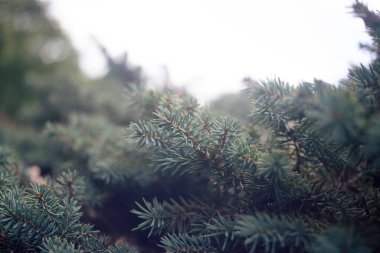 Çam dallarının güzel bir görüntüsü.