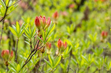 Csacs, Zalaegerszeg, Macaristan 'da Rododendron' Mandarin Işıkları 'çiçeklerine yakın çekim