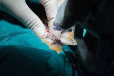 Bir veterinerin bir hayvana ameliyat yaptığı yakın plan bir fotoğraf.