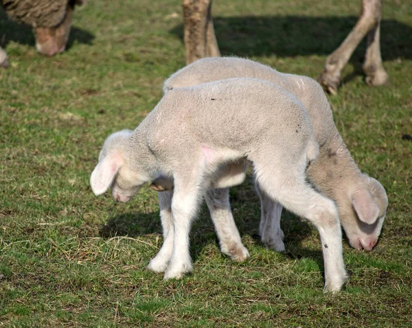 Niedliche Lämmer Und Schafe Auf Der Weide Feld Einem Sommertag — Stockfoto