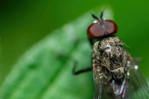 Close Uma Mosca Uma Folha Verde Jardim Botânico Principal Moscou — Fotografia de Stock