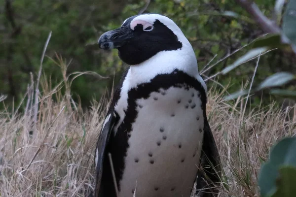 Nahaufnahme Eines Pinguins Auf Einem Felsen — Stockfoto