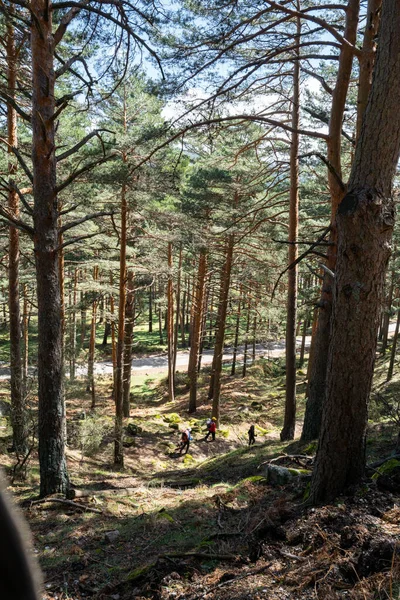 Yürüyüşçüler Spanya Madrid Bir Çam Ormanında Yürüyorlar — Stok fotoğraf