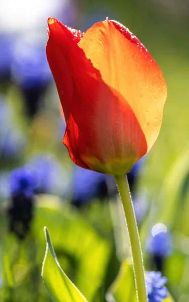 Closeup Shot Red Tulips Botanical Garden Msu Moscow Russia — Stock Photo, Image