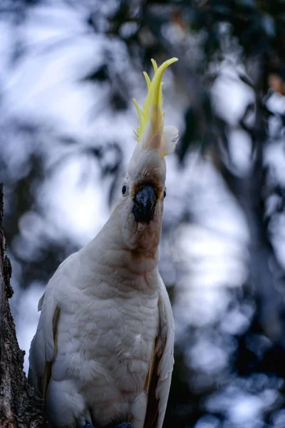 Ağaçtaki Beyaz Bir Papağanın Yakın Çekimi — Stok fotoğraf