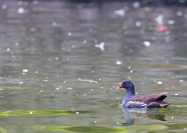 Closeup Eurasian Common Moorhen Swimming Lake Gallinula Chloropus — Stock Photo, Image