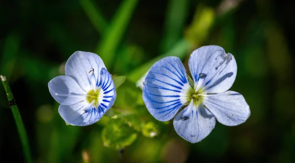 Top Udsigt Smukke Blå Glem Mig Ikke Blomster Sollyset Ved - Stock-foto