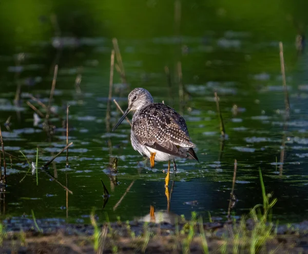 Enfoque Selectivo Las Patas Amarillas Más Grandes Tringa Melanoleuca Vadeando —  Fotos de Stock