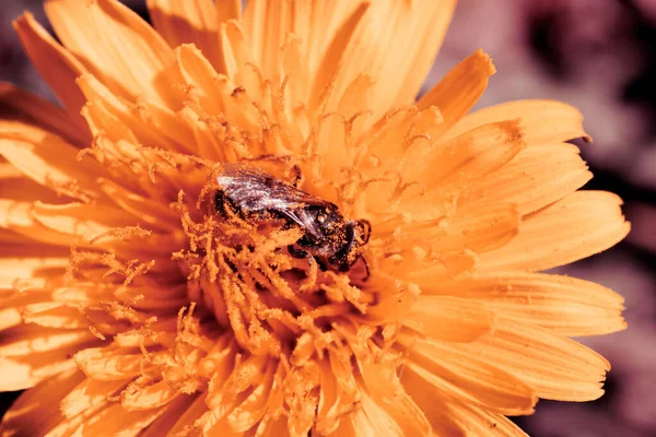 Makro Záběr Malé Včelky Obyčejné Pampelišce Taraxacum Officinale — Stock fotografie