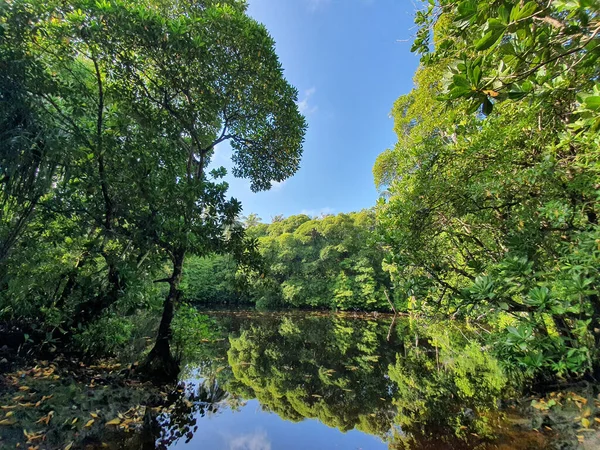 Reflet Des Arbres Sur Eau Lac — Photo