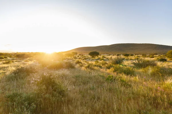 Die Schöne Aussicht Auf Die Goldene Wiese Sonnenlicht Namibia Afrika — Stockfoto