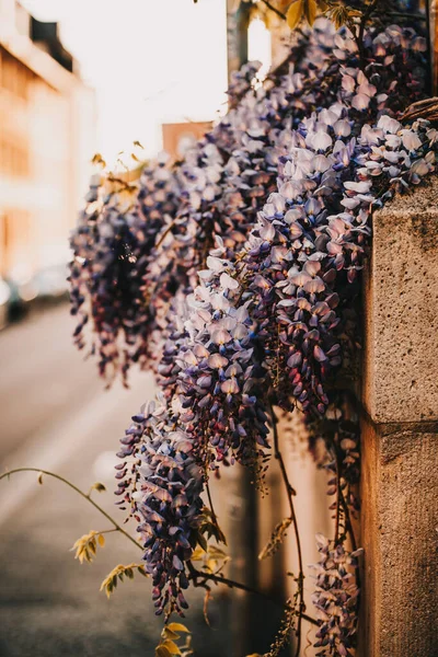 Purple Plant Chinese Wisteria Growing Wall — Stock Photo, Image