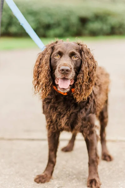 Uno Scatto Verticale Adorabile Boykin Spaniel Con Lingua Fuori Fissare — Foto Stock