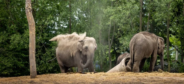 Smukt Skud Elefanter Zoologisk Have - Stock-foto