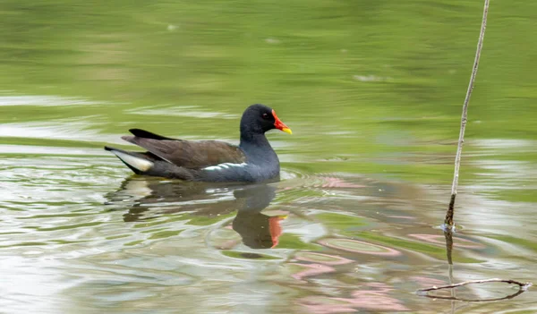 Een Common Moorhen Zwemmen Een Rivier Met Weerspiegeling Het Water — Stockfoto