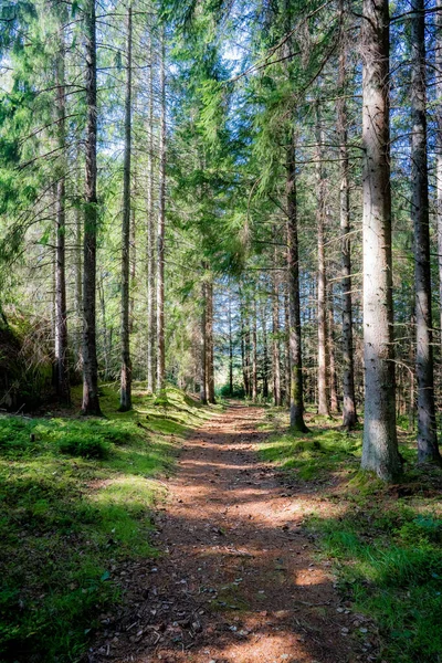 Plano Vertical Sendero Bosque Con Árboles Hierba Ambos Lados Suecia — Foto de Stock